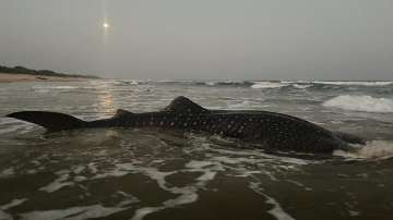 Andhra Pradesh, Shark, Shark entangled, Shark in fishing net, Shark rescued, Visakhapatnam, latest n