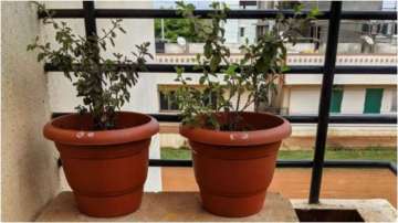 Know on which days water should not be offered to Tulsi plant