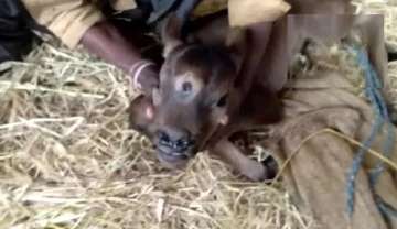 Chhattisgarh: Jersey cow gives birth to calf with three eyes; villagers call it avatar of God