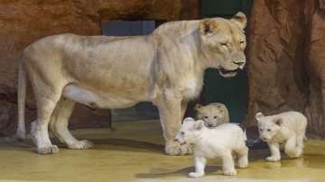 A lioness killed her keeper in Iran on Sunday as he was feeding her lunch.