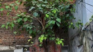 Peepal tree