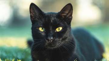 Is a black cat crossing your path good or bad luck?