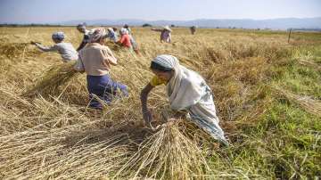 Uttar Pradesh Farmer, Farmer commits suicide, rain destroys crops, Firozabad, latest national news u