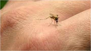 mosquito bites are common in India