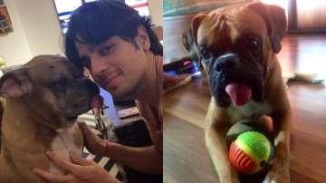 Sidharth Malhotra mourns demise of his pet dog Oscar, Kiara Advani shares a pic of the two