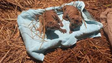 State Zoo-cum-Botanical Garden in Guwahati has got two new members as a Royal Bengal tigress, Kazi gave birth to two cubs on Monday.?