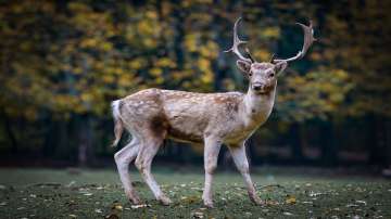 COVID pandemic, United States, US scientists, Omicron variant, Omicron variant detection in deer, de