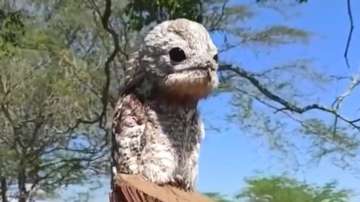 'Ghost Bird' aka 'Great Potoo' scares woman 