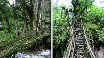 Meghalaya, Living Root Bridges, UNESCO world heritage site, Jingkieng Jri, East Khasi Hills, West Ja