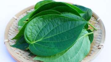 Know health benefits of betel leaves or paan