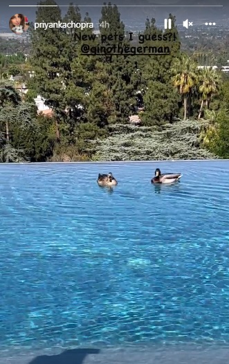 Saxxyxnxx - Priyanka Chopra shares delightful video of 'new pet' ducks swimming in her  LA home's pool | Celebrities News â€“ India TV