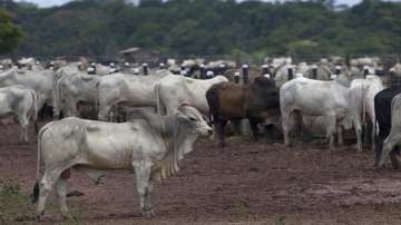 cattle smugglers, assam cattle smugglers