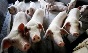 pigs fever, African swine fever, Tripura pigs fever