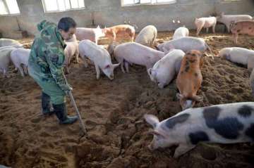 swine fever, swine fever outbreak