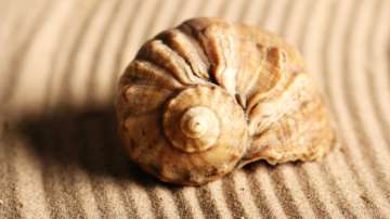 Vastu Tips: Keep THESE things in mind before keeping a conch in house to keep bad omen away