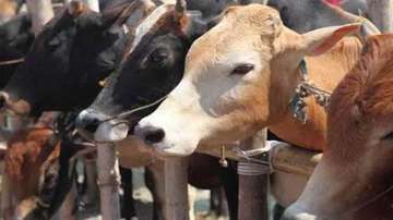 Madya Pradesh farmers to get Rs 900 per month for rearing cows