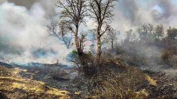 Burnt trees are seen as smoke rises due to a forest fire.