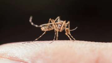 World Malaria Day 2022: Everything you should know about the mosquito-borne disease