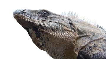 Bengal monitor lizard, monitor lizard gangraped, Maharashtra, Maharashtra forest, four booked , Sahy