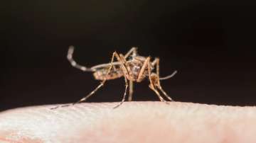 9 Ways to prevent mosquito breeding at home