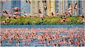 Flamingoes