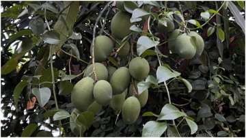 Raw mangoes