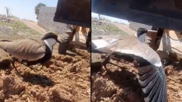 Video of mumma bird saving her nest from an excavator by chirping out loud is melting hearts on the 