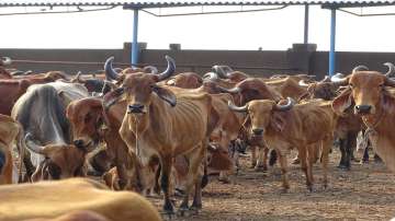 Assam, Nine held for cattle smuggling in assam, seven vehicles seized in Nagaon district, latest nat