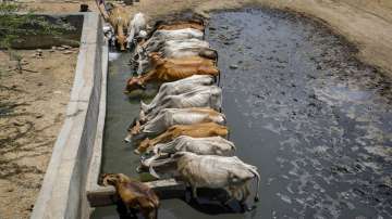 Madhya Pradesh thirteen cows burnt alive in truck fire at Ujjain, latest national news updates, Ghin