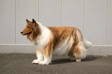  The realistic border collie costume was made by a professional agency called Zeppet.