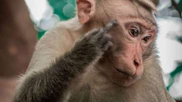 A monkey fled with 15 important evidence, including murder weapon, in Jaipur.??