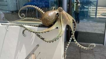 What does an octopus eat? For a creature with a brain in each arm, whatever’s within reach