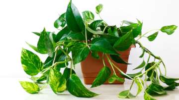 Vastu Tips: Use Money plant in house in this way