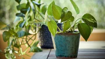 Vastu Tips to bring happiness to your house by placing a money plant. 