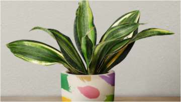 snake plant image