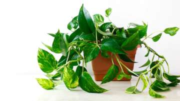 Vastu Tips: Do not keep money plant in the north-east direction of your house. Know why