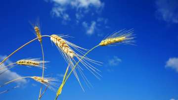 After India declared wheat export ban global prices hit record high, latest wheat export ban news up