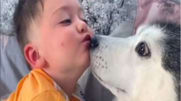 Awwdorable video of husky snuggling and cuddling with a toddler goes viral | WATCH