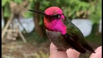 Viral video of Hummingbird changing colour