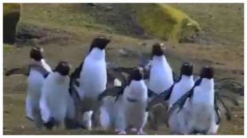 Penguins chasing a butterfly