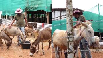 Karnataka man sells donkey milk leaving his IT job