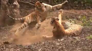 Two tigers playing together