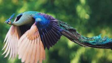 Mesmerizing video of a flying peacock goes viral