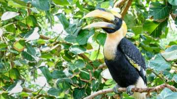 Endangered Great Indian Hornbill bird