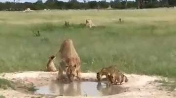 Viral video of lioness getting disturbed by her cubs prove that mothers and patience go hand-in-hand