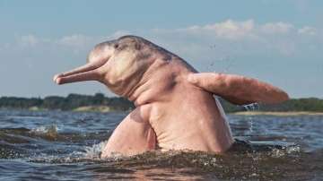 Amazon pink river dolphin