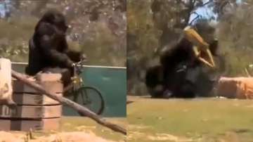 Gorilla is seen riding a bicycle in viral video