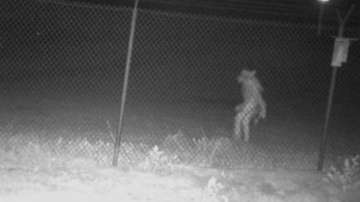 The photos of the strange figure walking on two legs were shared online 