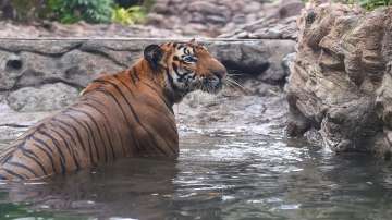 Dudhwa Tiger Reserve, Tiger, man-eater tigress in Dudhwa, man-eater tigress, man eater tiger