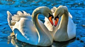 pair of swans 
